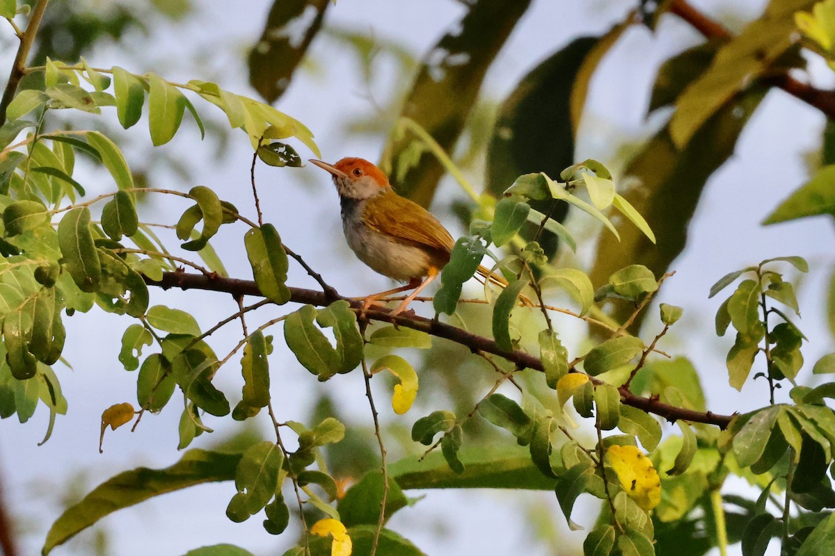 Dark-necked Tailorbird - ML638353387
