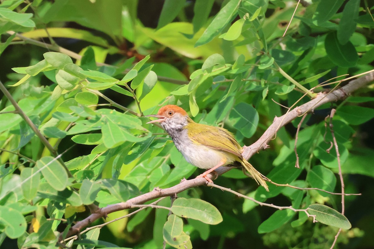 Dark-necked Tailorbird - ML638353388