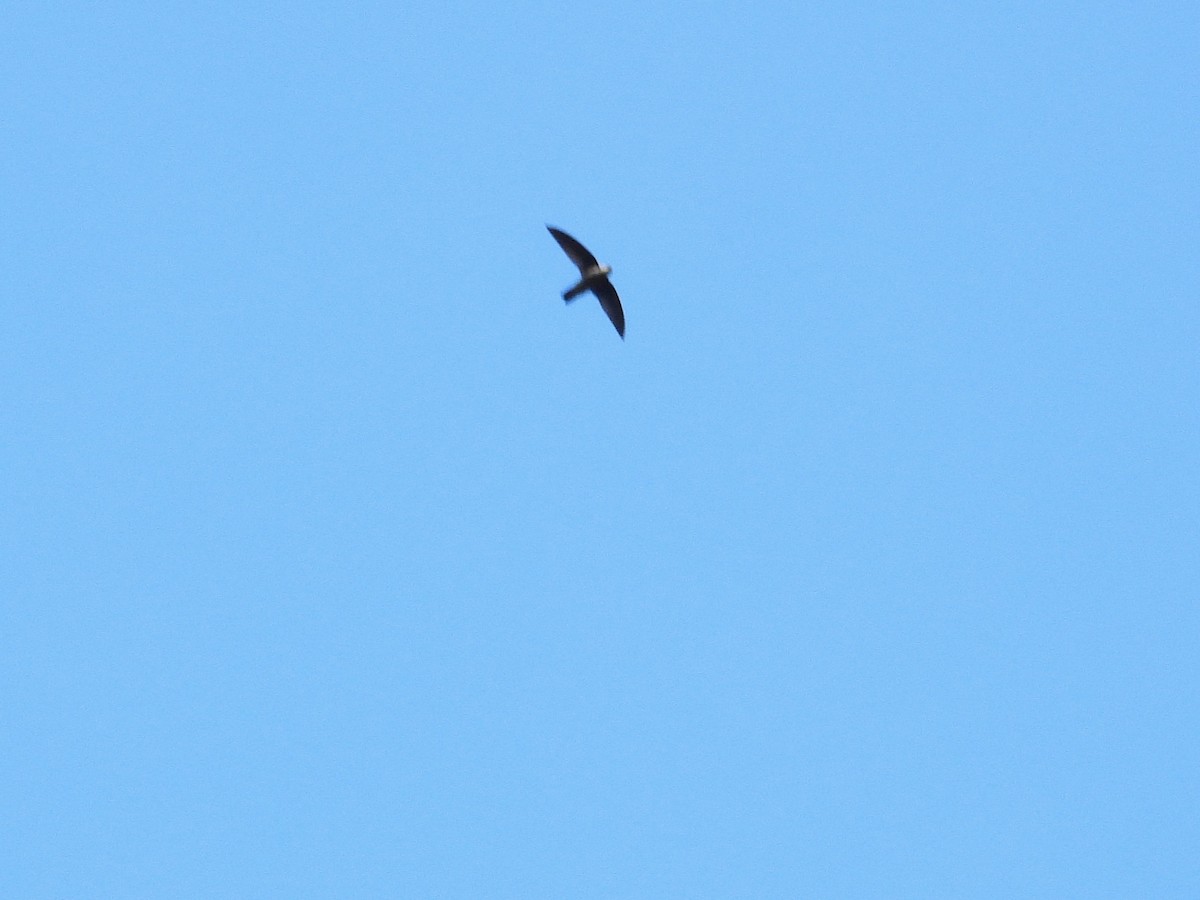 Himalayan Swiftlet - ML638353394