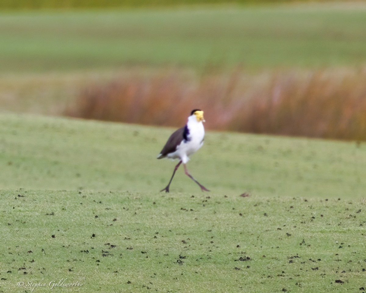 Masked Lapwing - ML638353395
