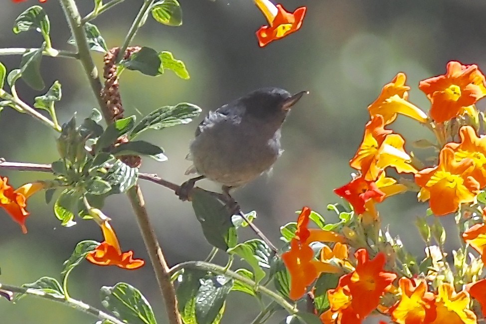 Slaty Flowerpiercer - ML638353396