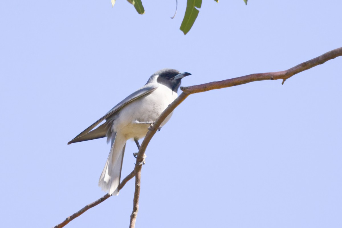 Masked Woodswallow - ML638353397