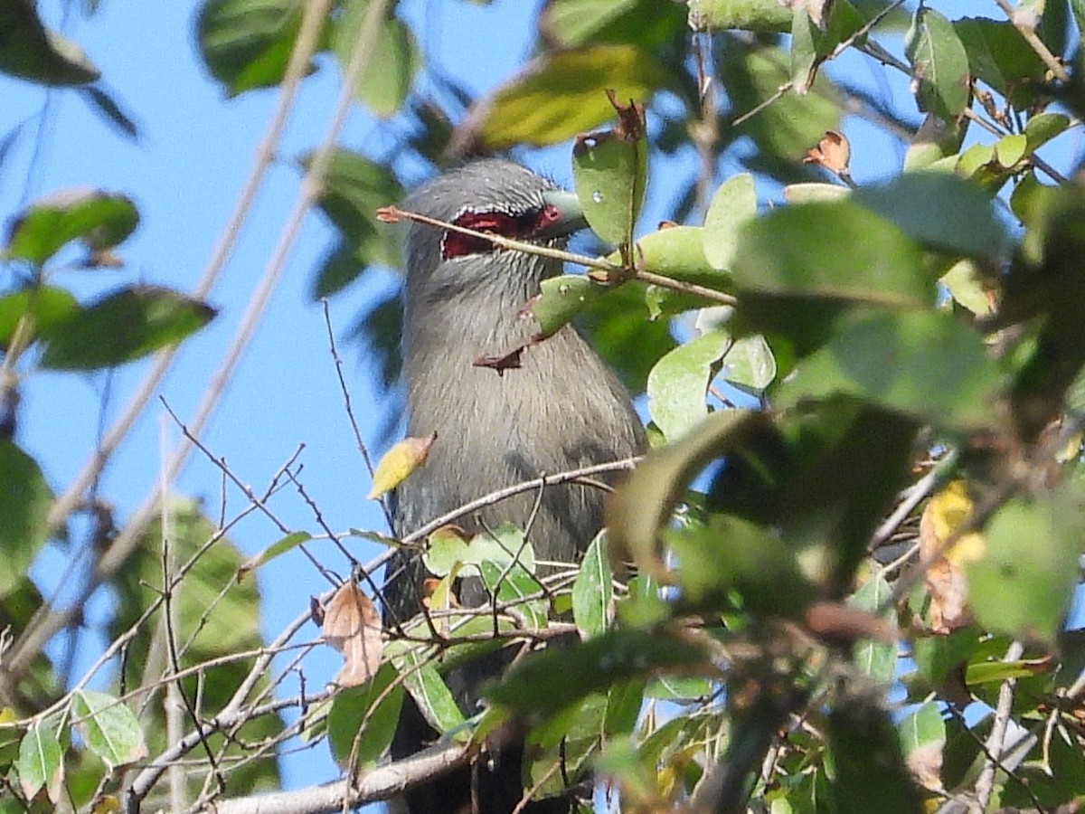 Green-billed Malkoha - ML638353399