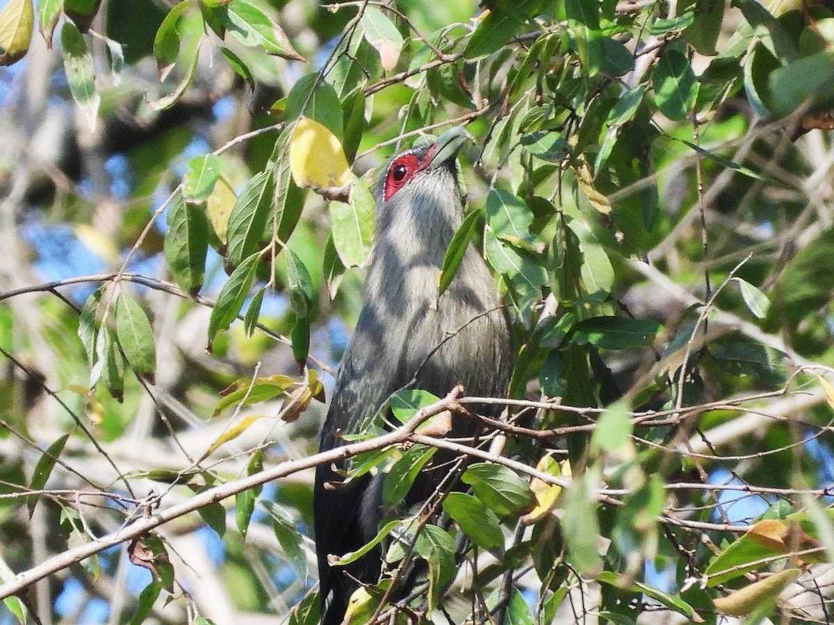 Green-billed Malkoha - ML638353400