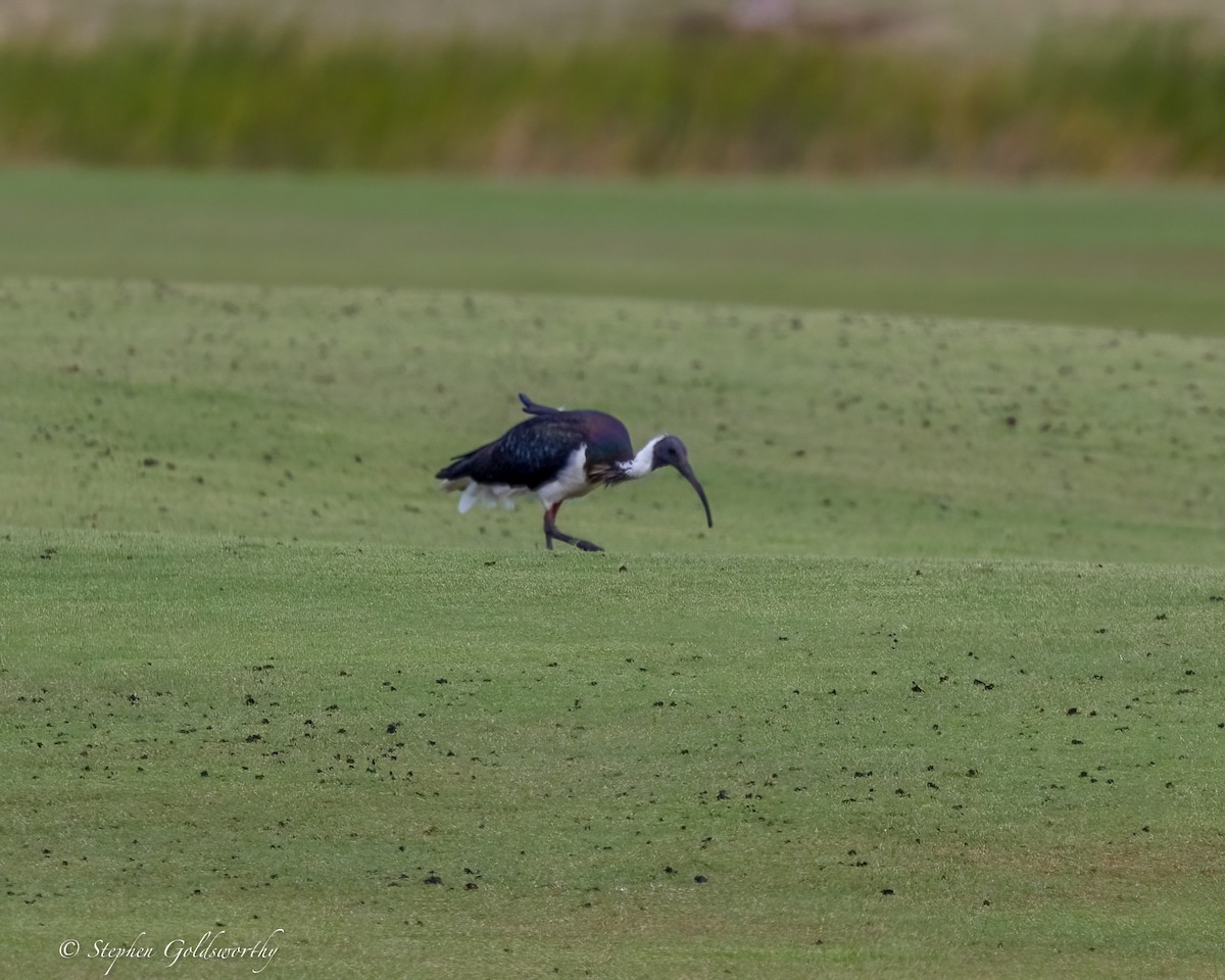 Straw-necked Ibis - ML638353402
