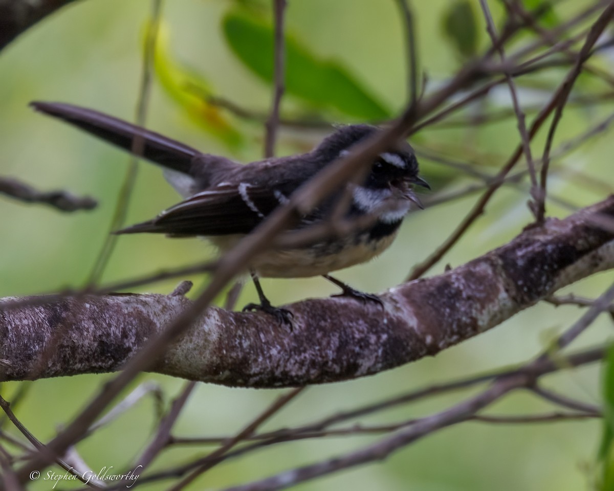 Gray Fantail - ML638353407