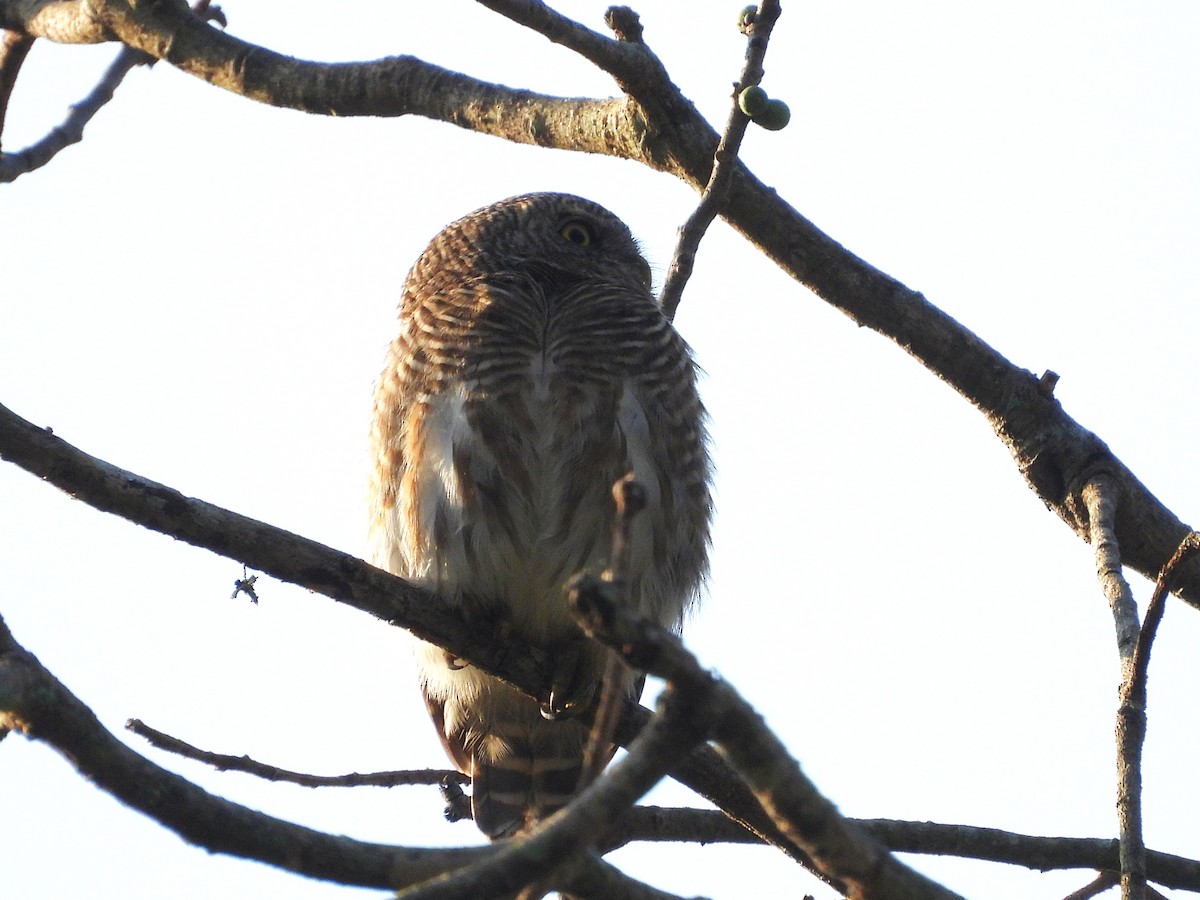 Asian Barred Owlet - ML638353408