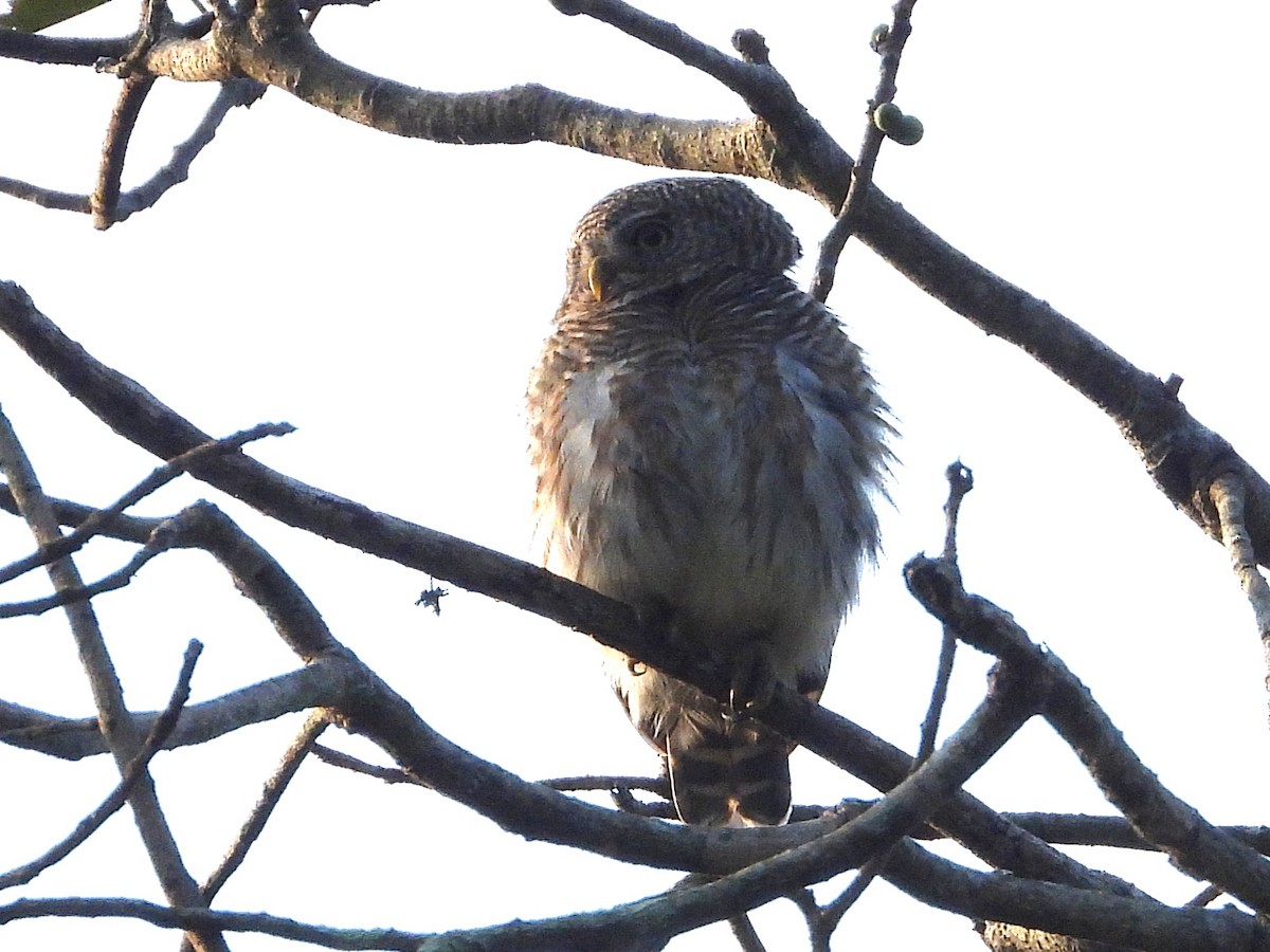 Asian Barred Owlet - ML638353409