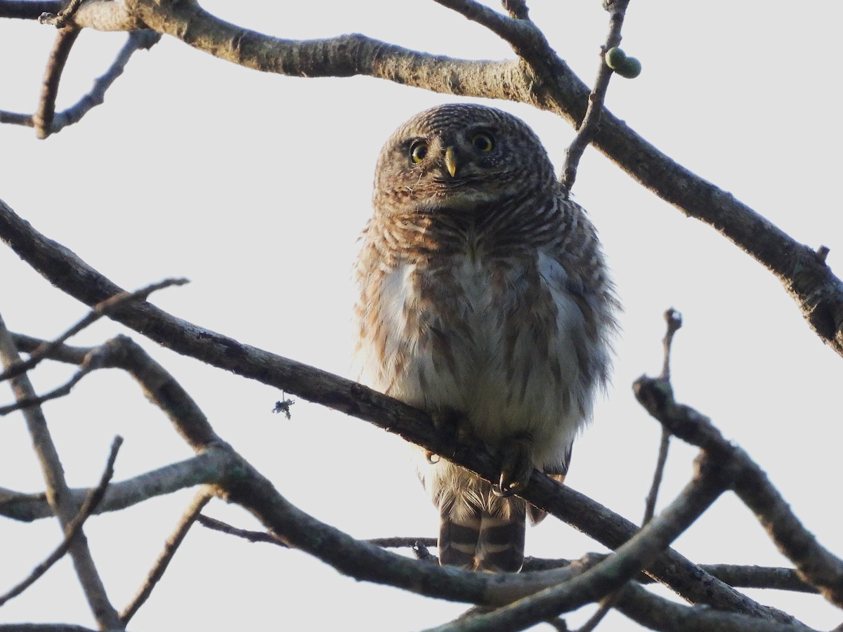 Asian Barred Owlet - ML638353410