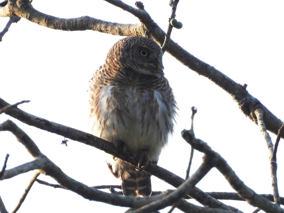 Asian Barred Owlet - ML638353411