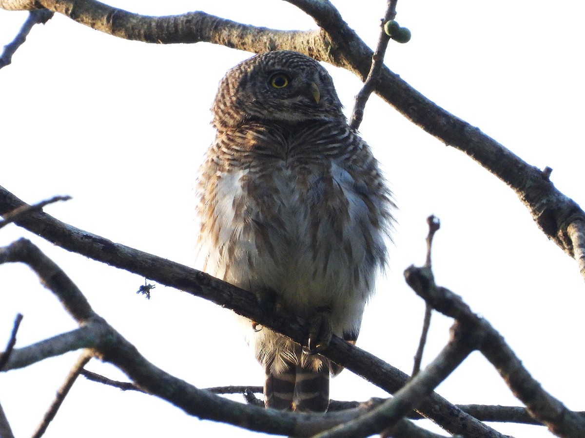 Asian Barred Owlet - ML638353412