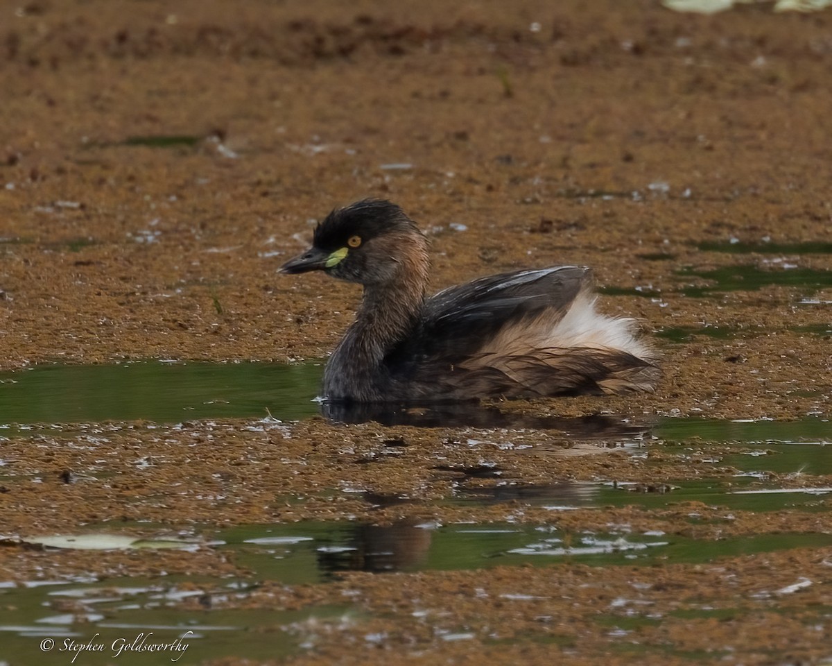 Australasian Grebe - ML638353413