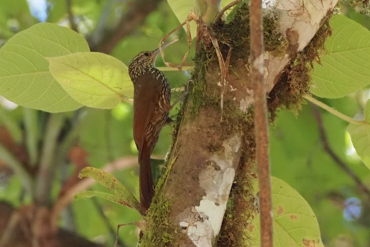 Spot-crowned Woodcreeper - ML638353414