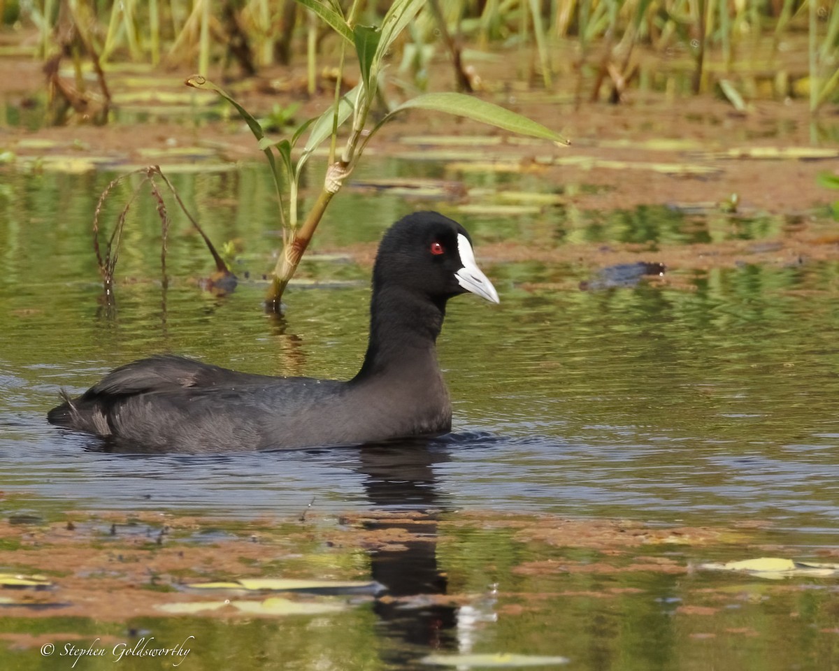 Eurasian Coot - ML638353417