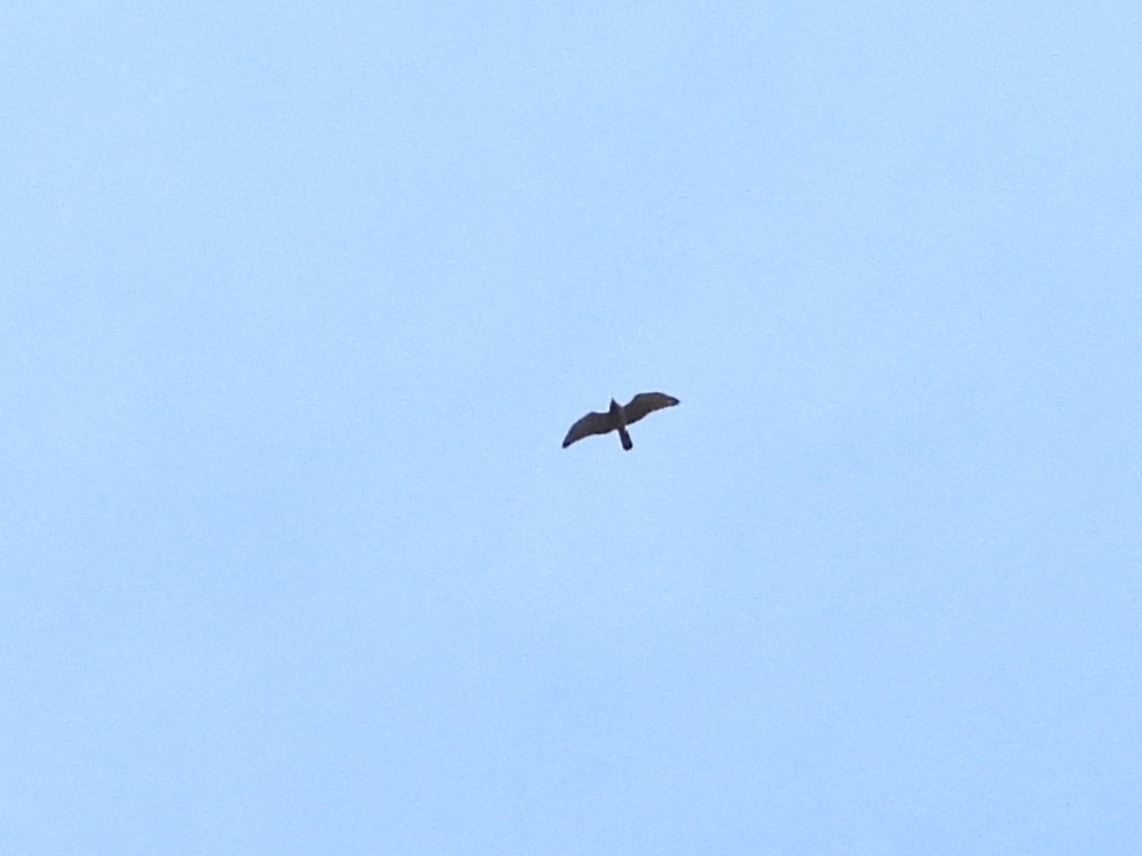 Oriental Honey-buzzard - ML638353419