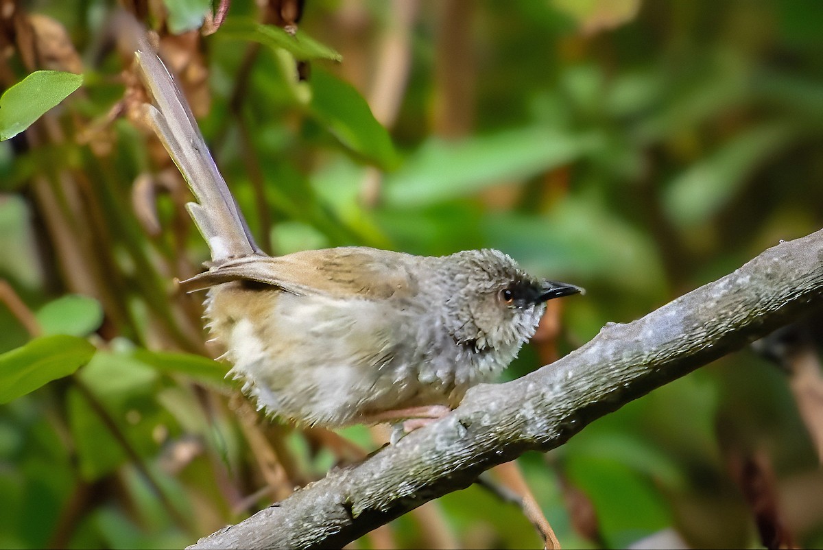Himalayan Prinia - ML638353424