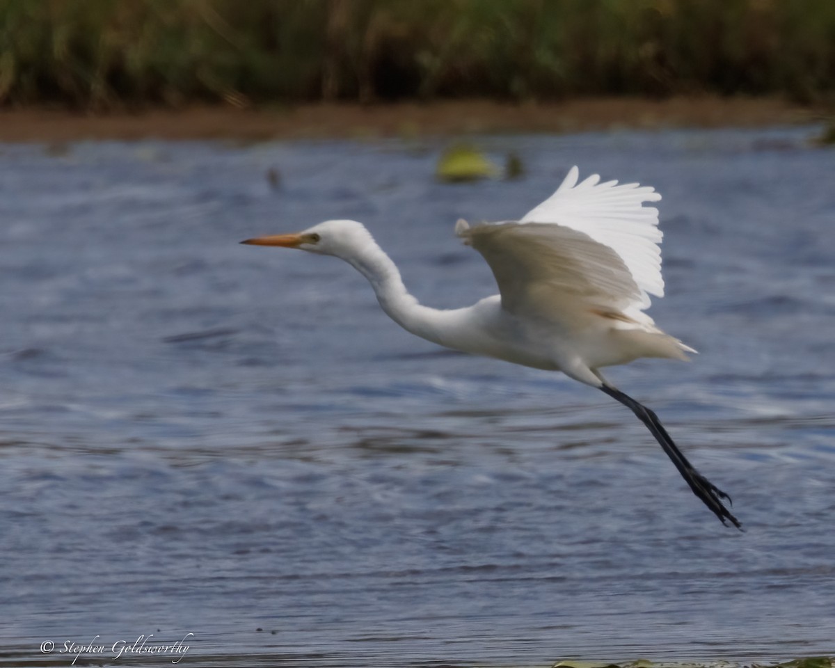 Grande Aigrette - ML638353426