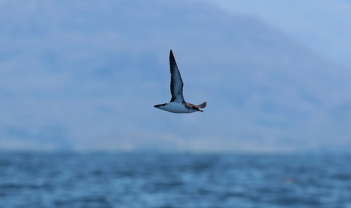 Atlantiksturmtaucher - ML638353433
