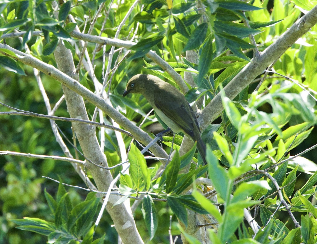 Sombre Greenbul - ML638353452