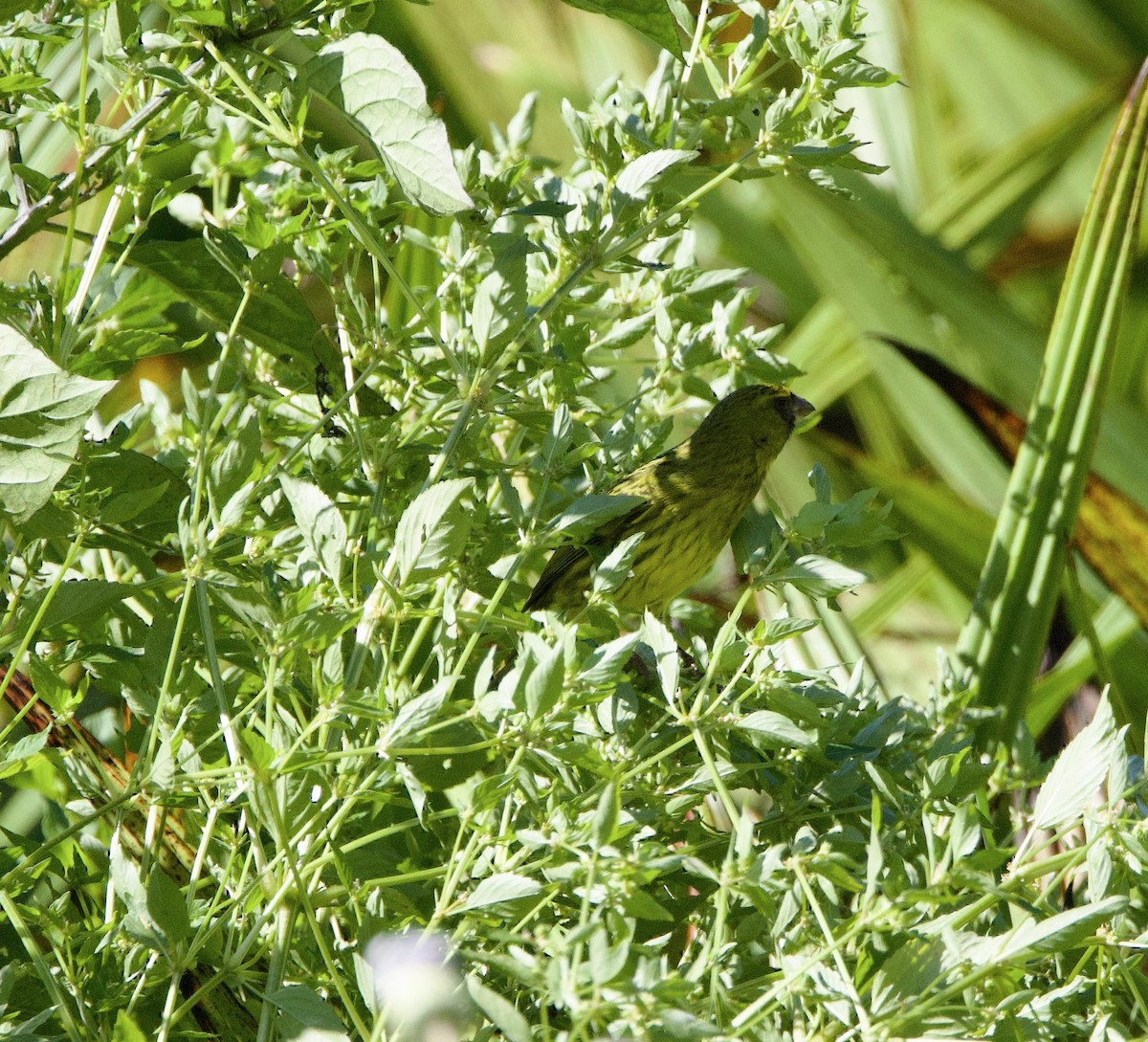 Forest Canary - ML638353462