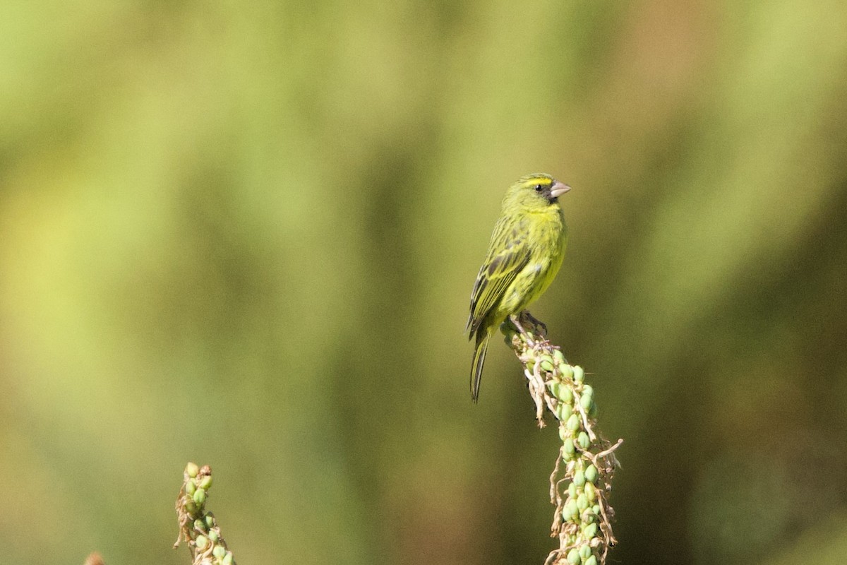 Forest Canary - ML638353475