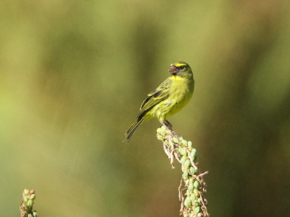 Forest Canary - ML638353481