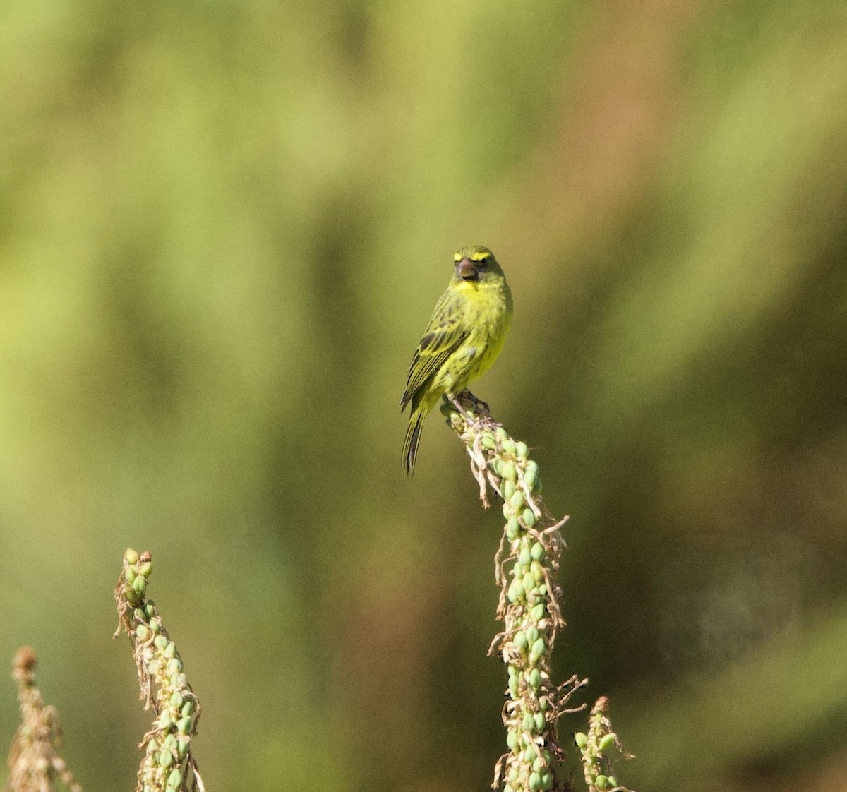 Forest Canary - ML638353488