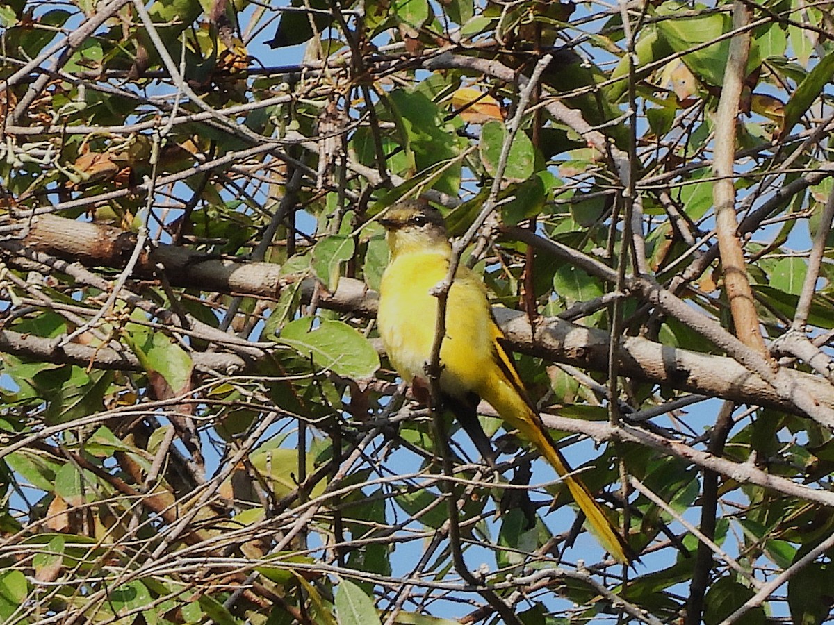 Long-tailed Minivet - ML638353494