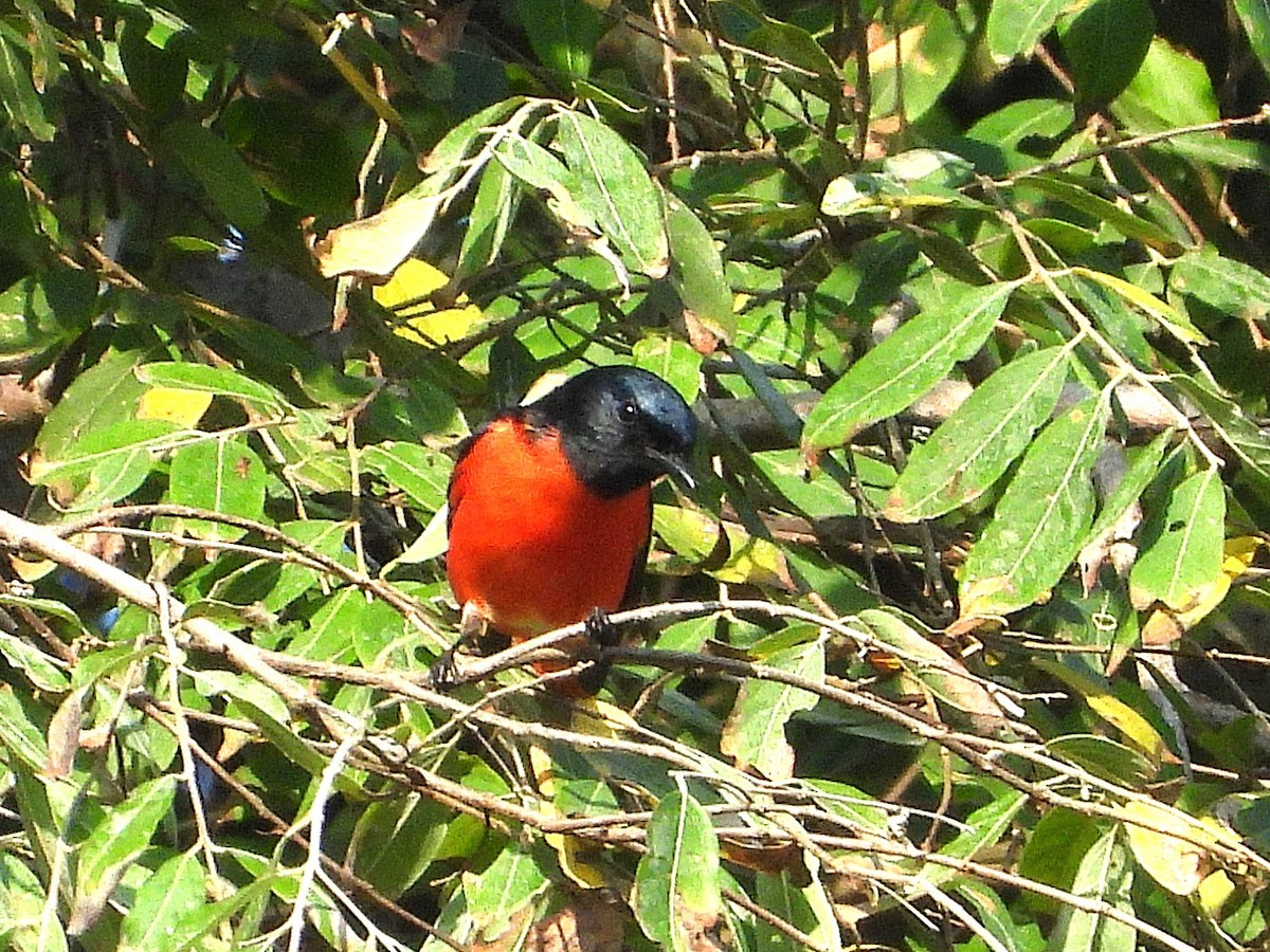 Long-tailed Minivet - ML638353495