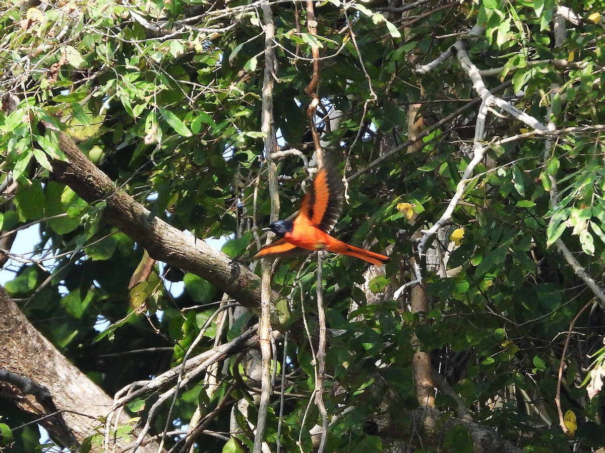 Long-tailed Minivet - ML638353496