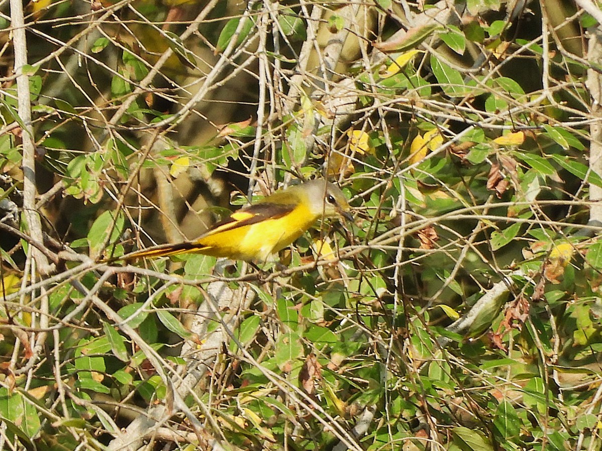 Long-tailed Minivet - ML638353497