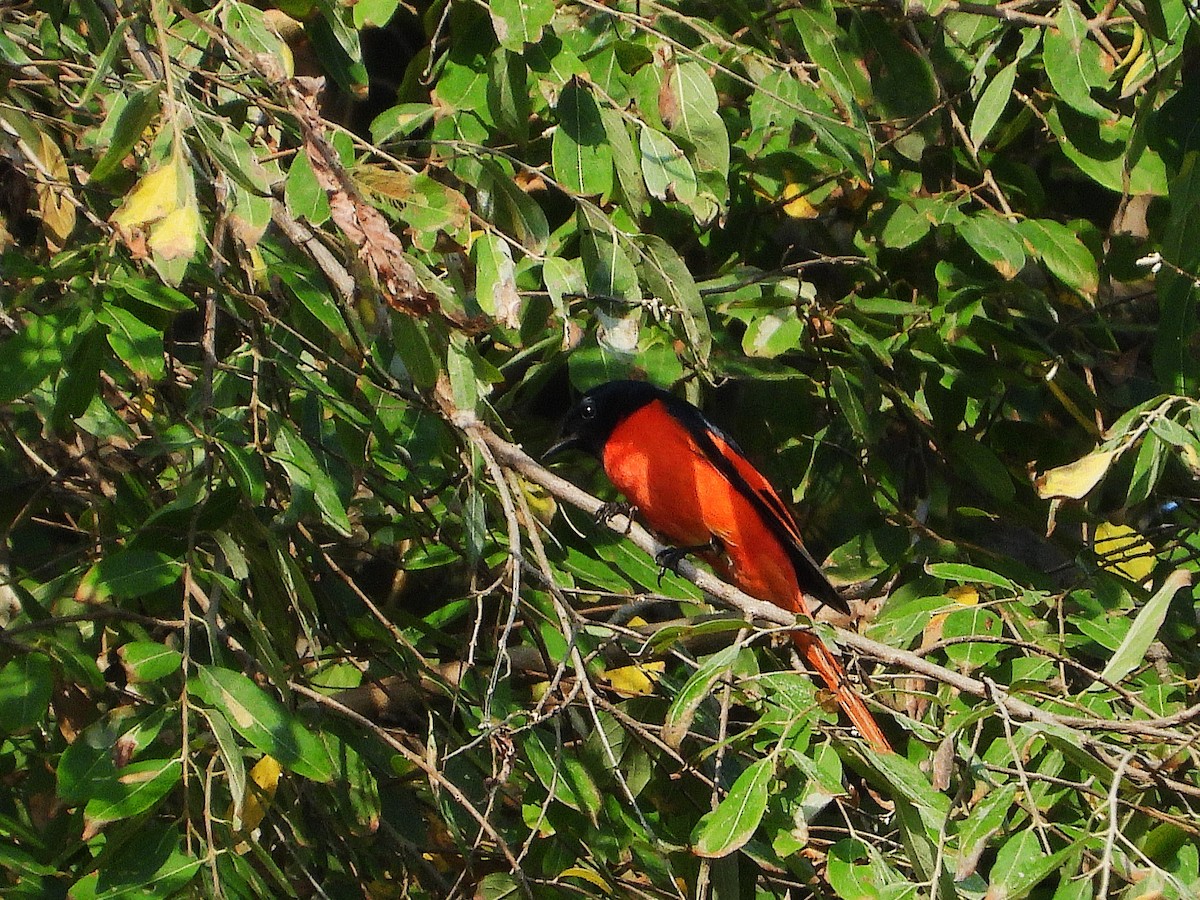 Long-tailed Minivet - ML638353498