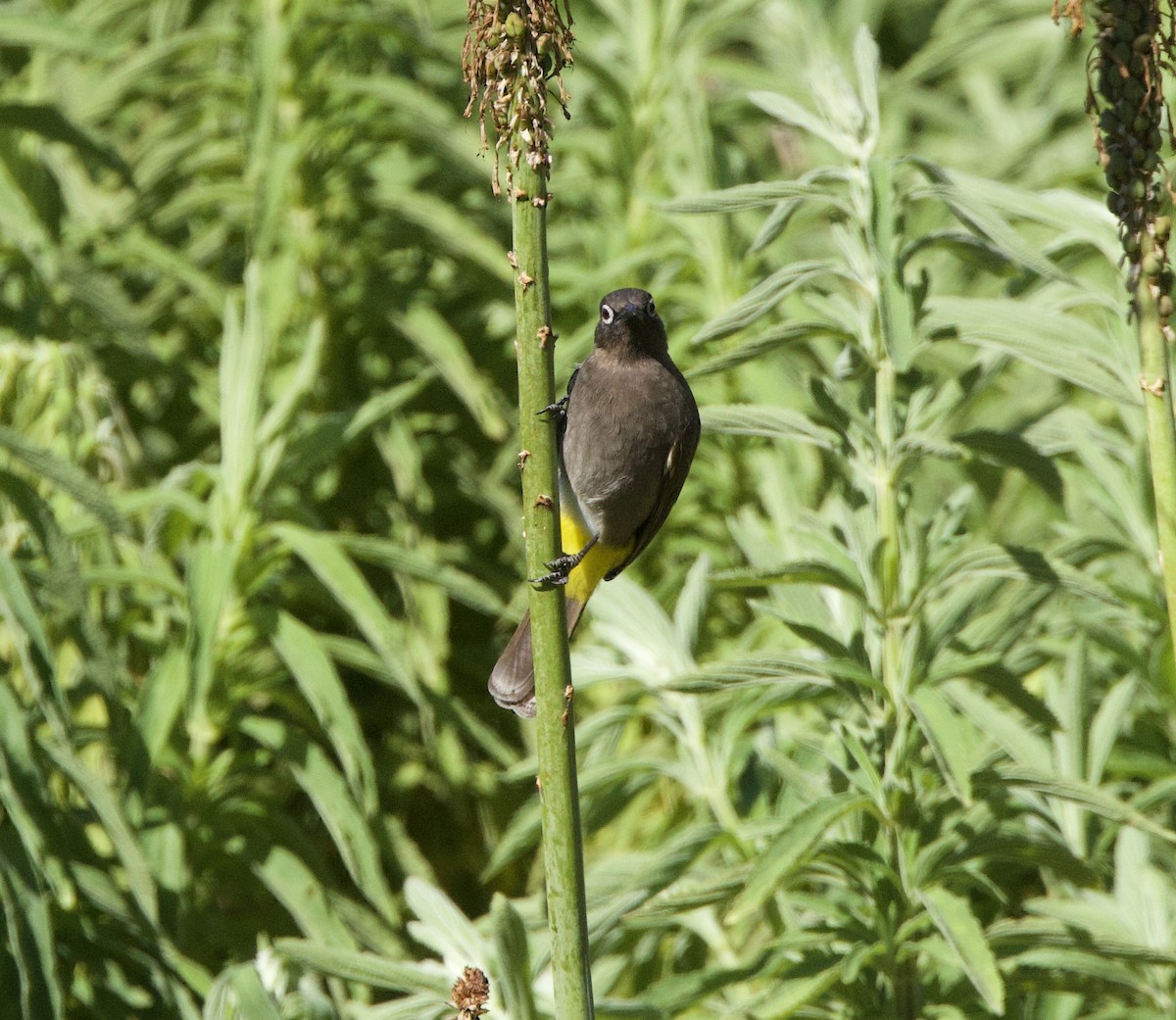 Cape Bulbul - ML638353504
