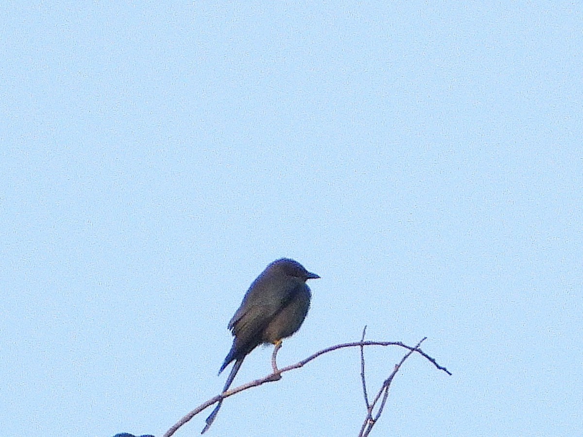 askedrongo - ML638353505