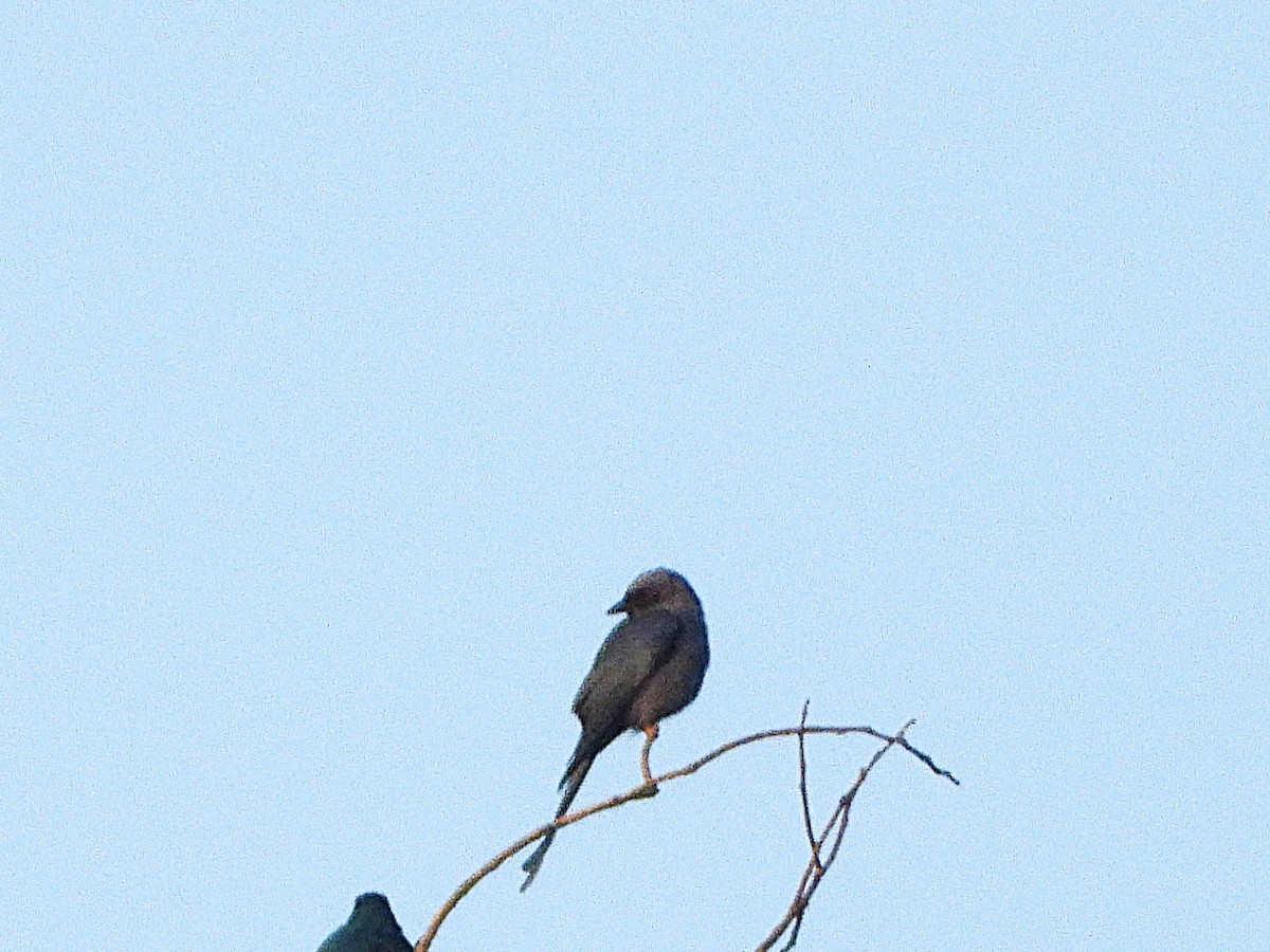 askedrongo - ML638353506