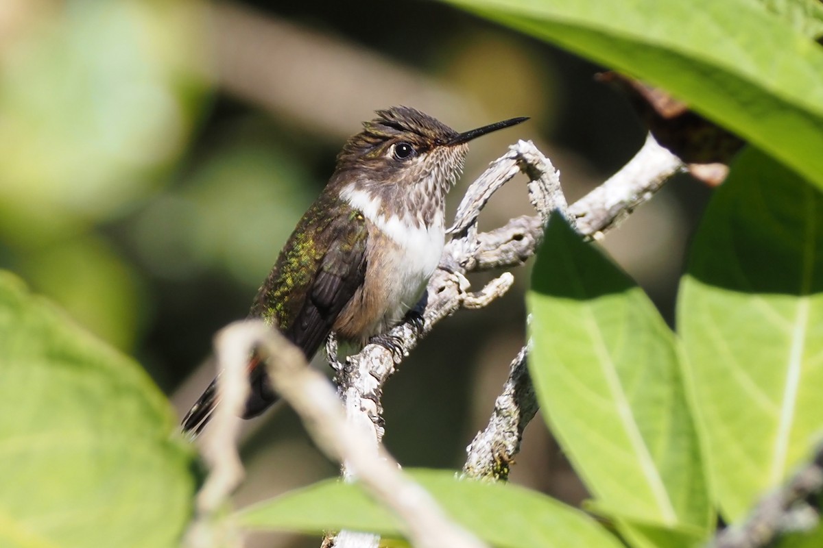 vulkankolibri - ML638353529