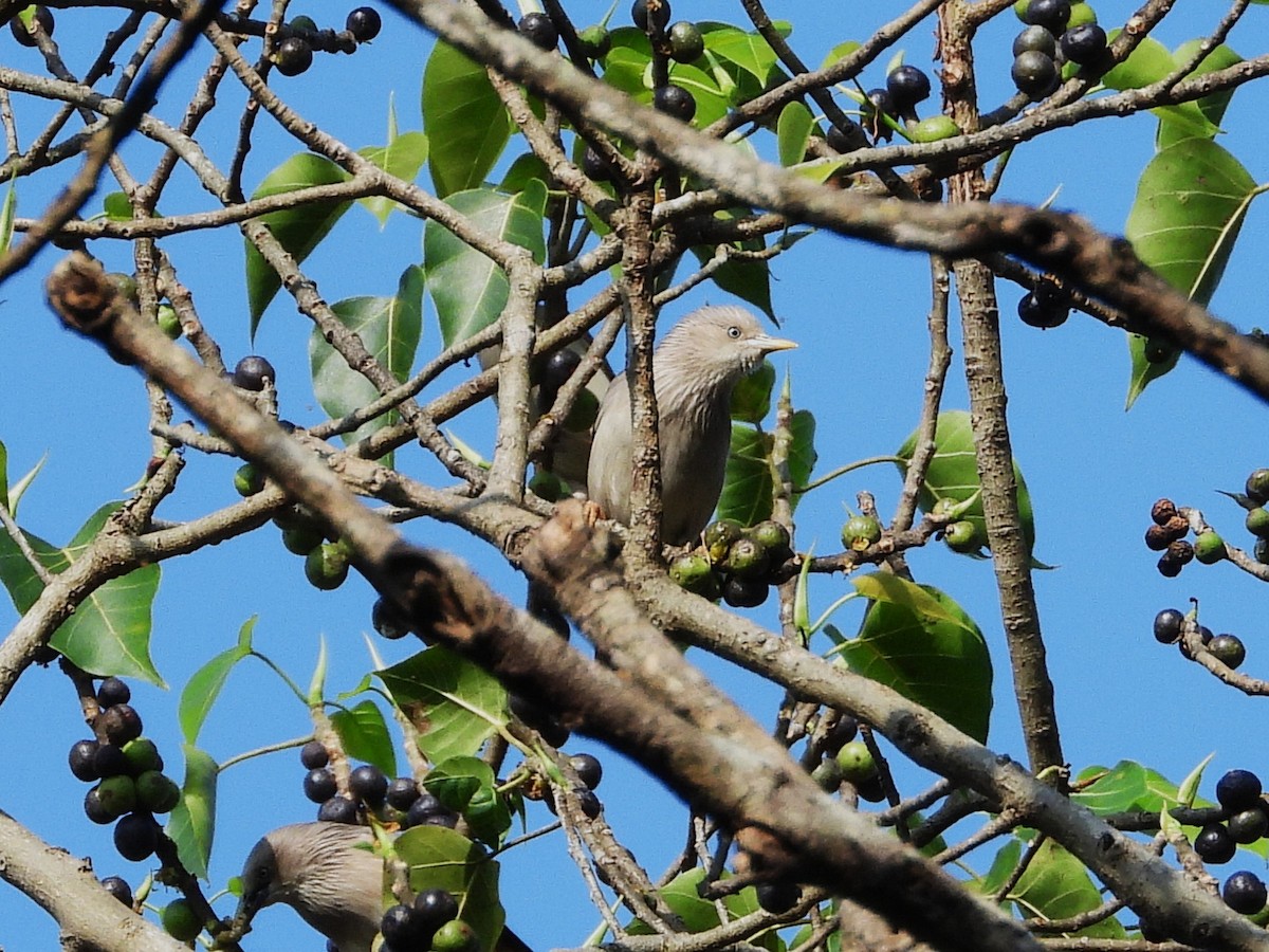 Chestnut-tailed Starling - ML638353537