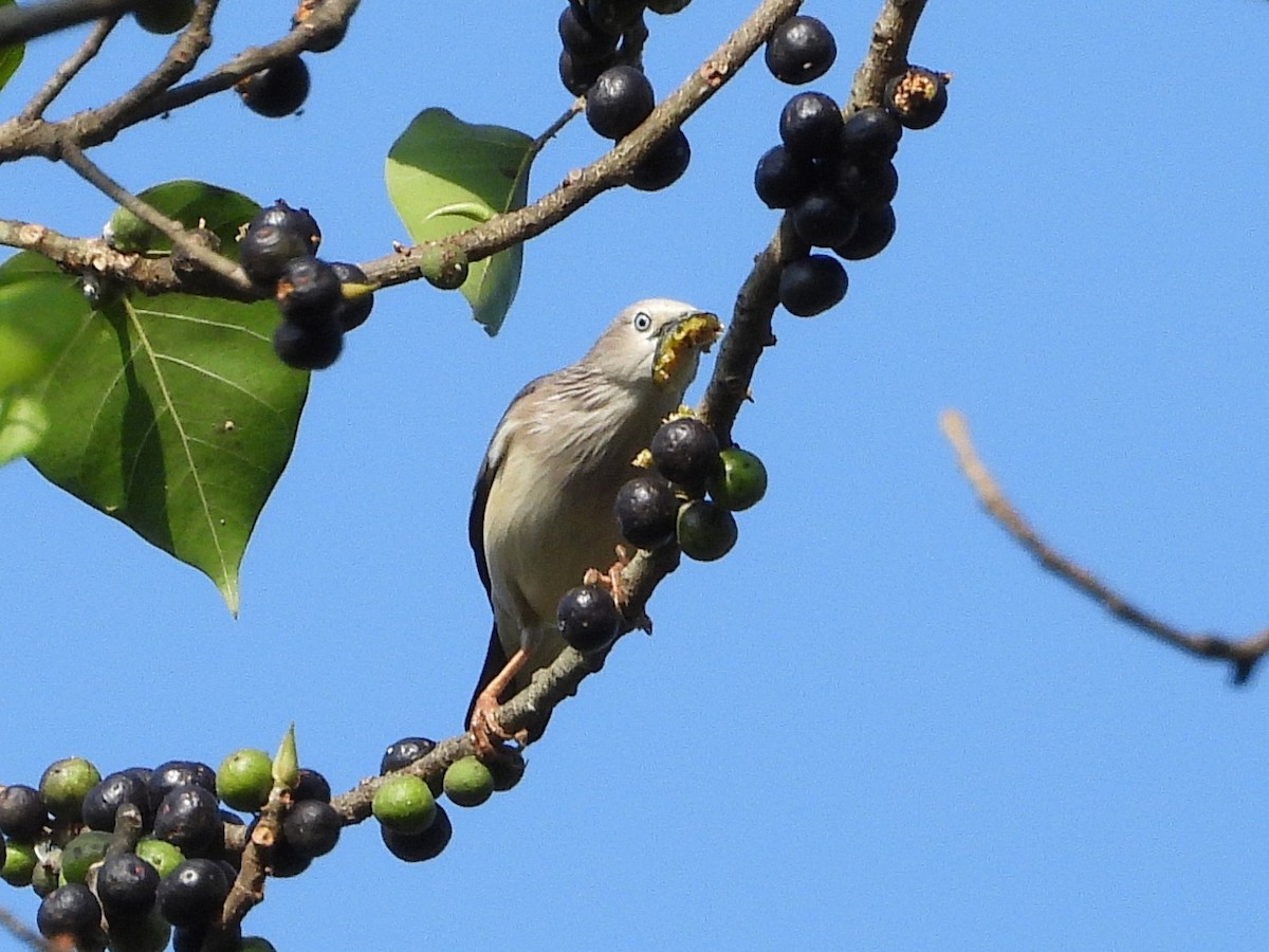 Chestnut-tailed Starling - ML638353538