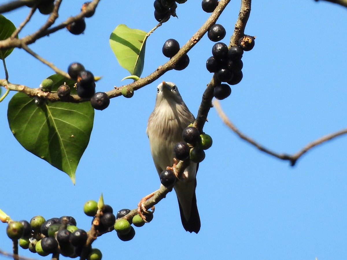 Chestnut-tailed Starling - ML638353541