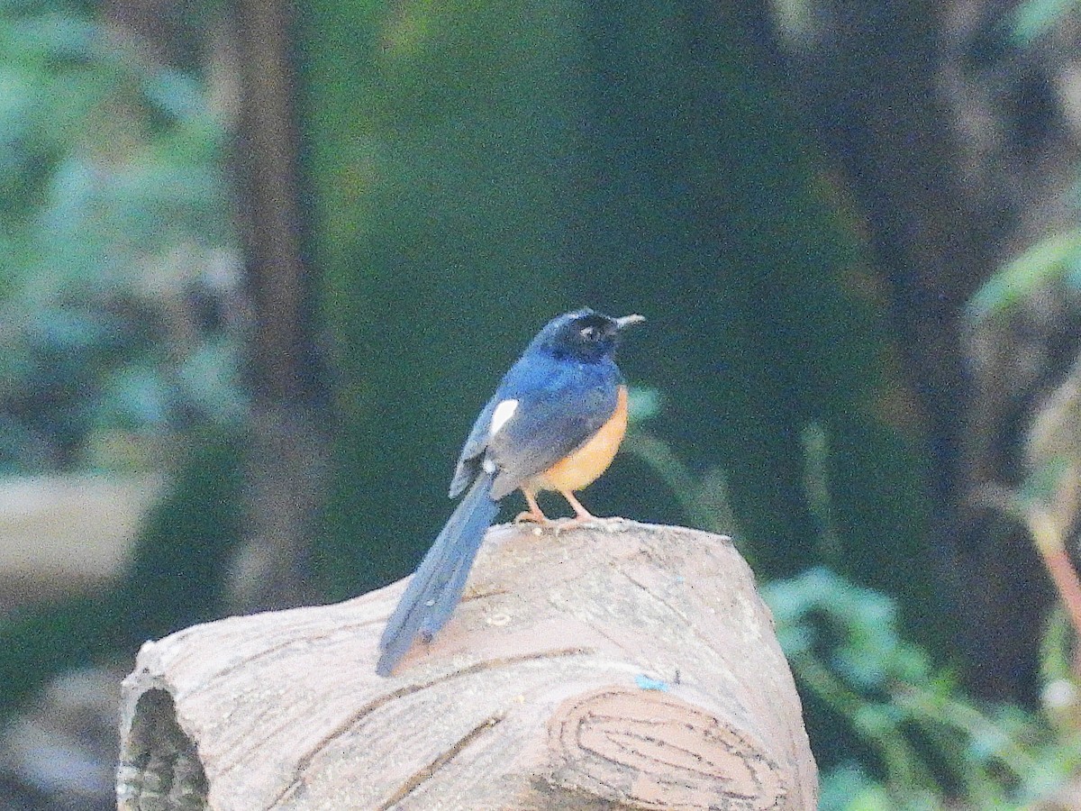 White-rumped Shama - ML638353545