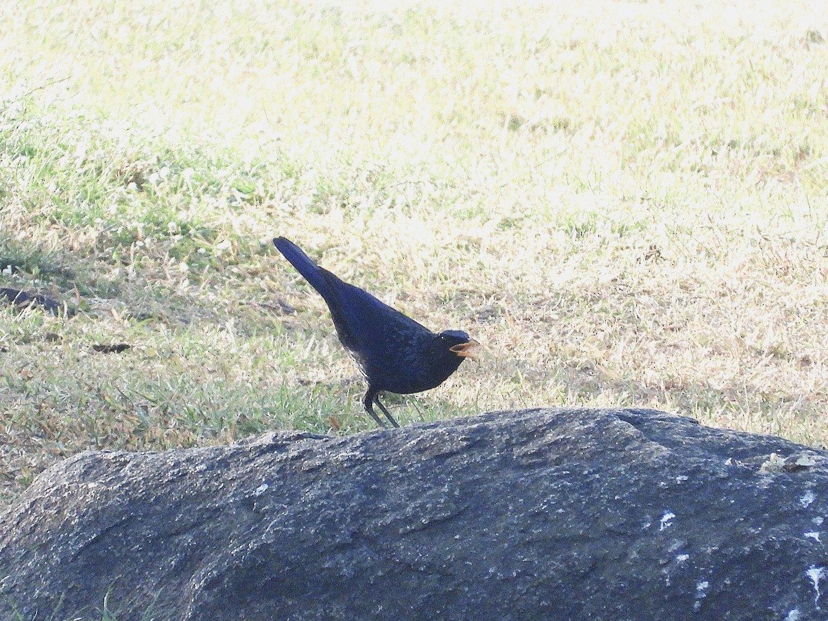Blue Whistling-Thrush - ML638353550