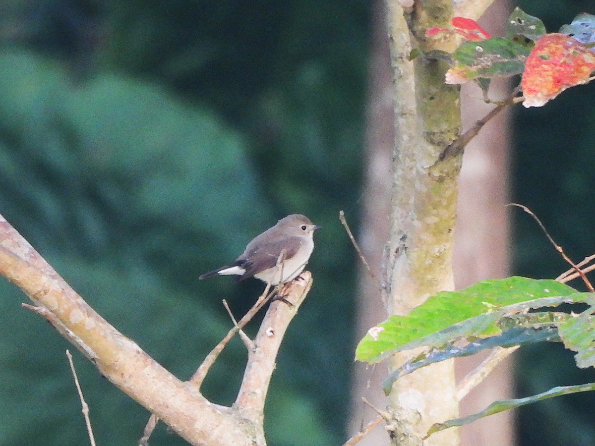 Taiga Flycatcher - ML638353556