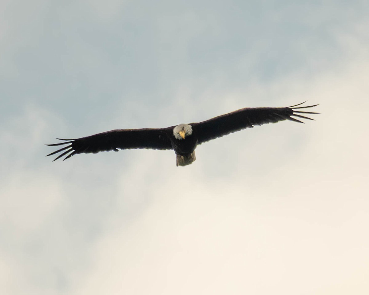 Ak Başlı Kartal - ML638353559