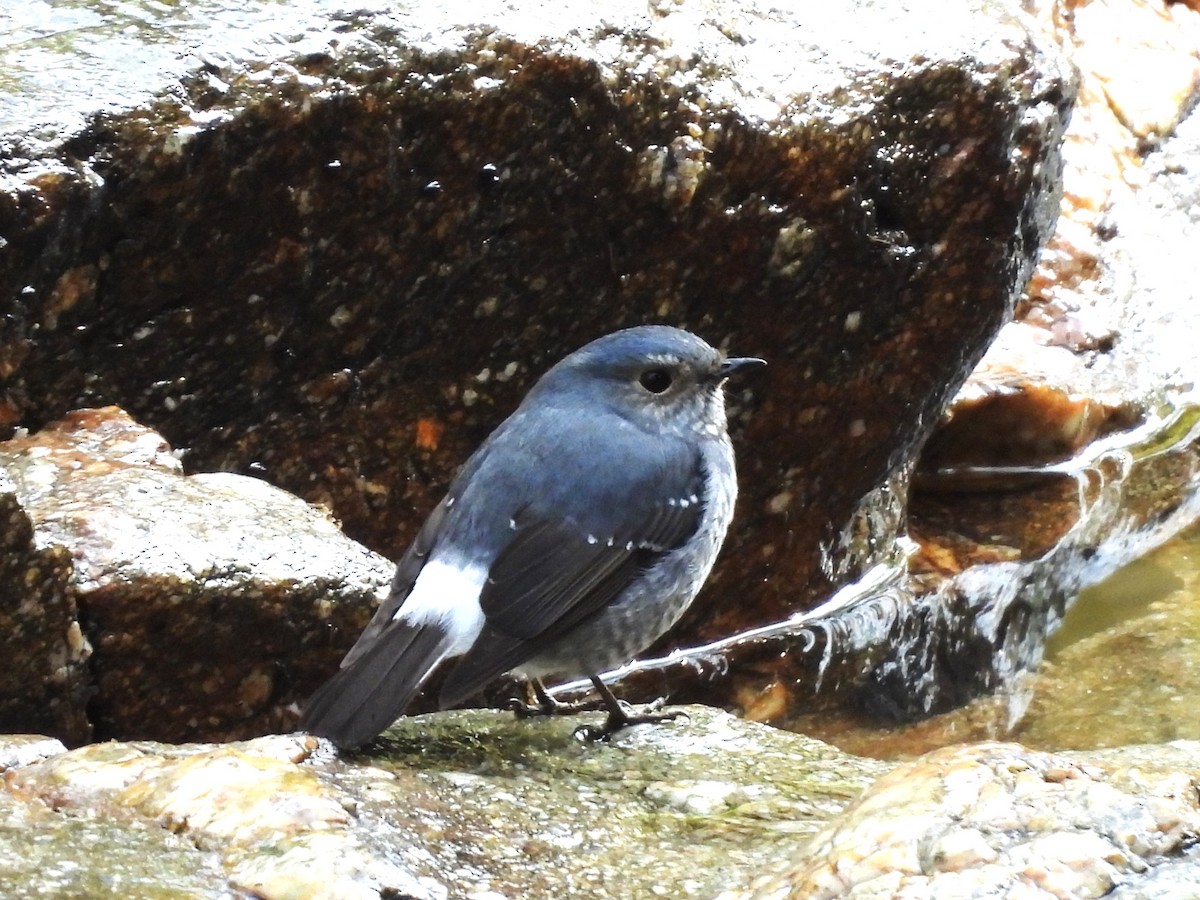 Plumbeous Redstart - ML638353561