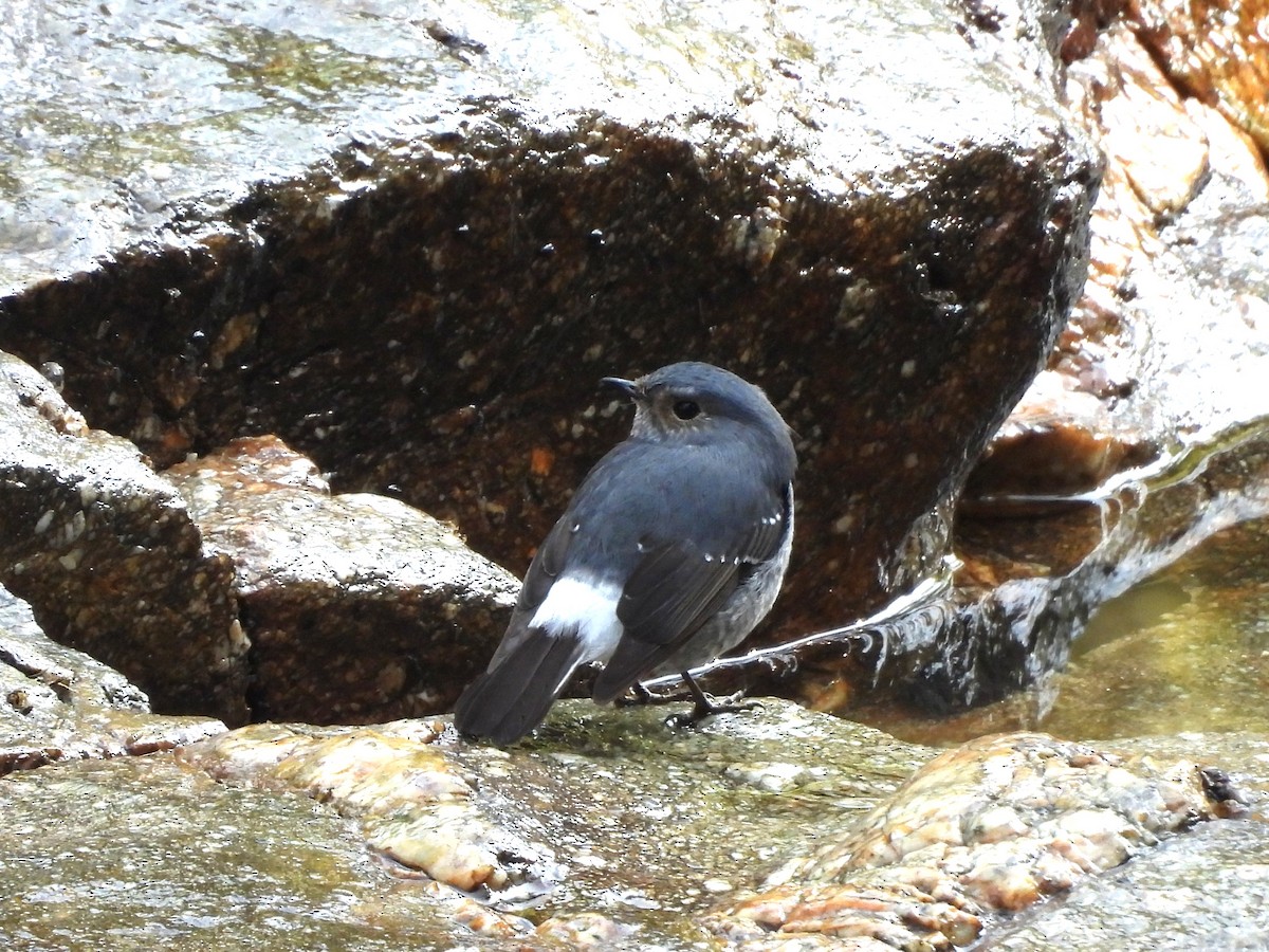 Plumbeous Redstart - ML638353562