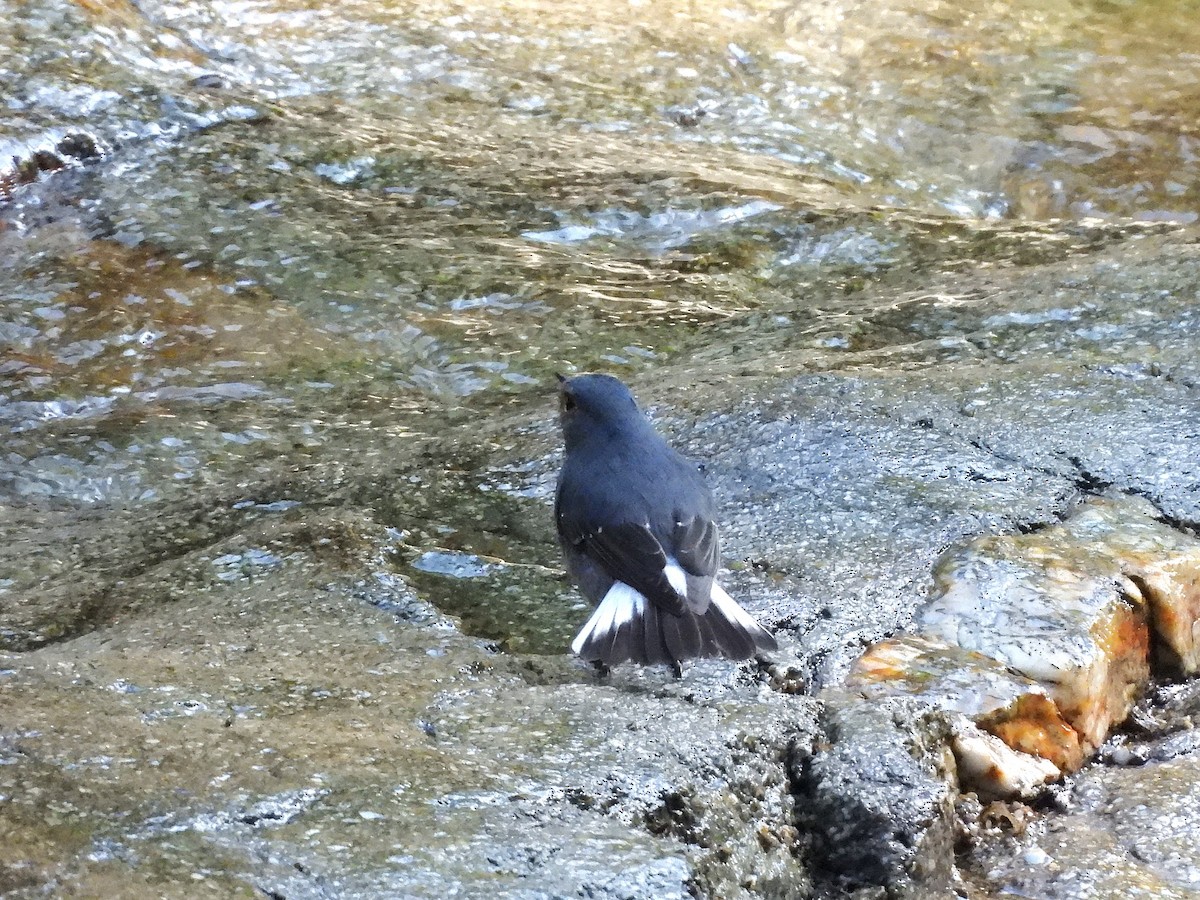 Plumbeous Redstart - ML638353563