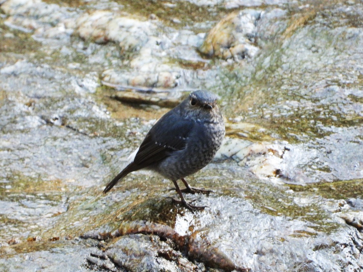 Plumbeous Redstart - ML638353564