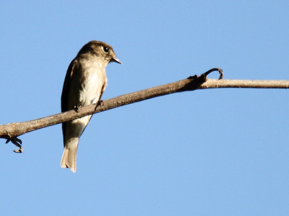 Ficedula sp. - ML638353574