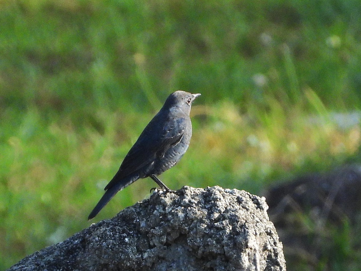 Blue Rock-Thrush - ML638353577