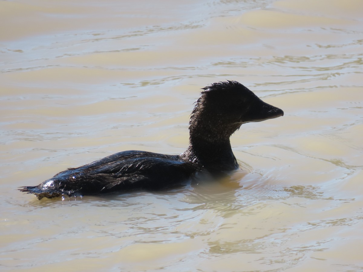 Musk Duck - ML638353578